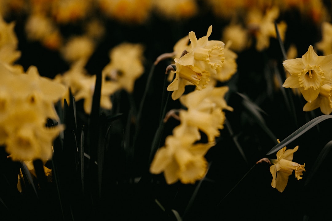 yellow flowers in tilt shift lens