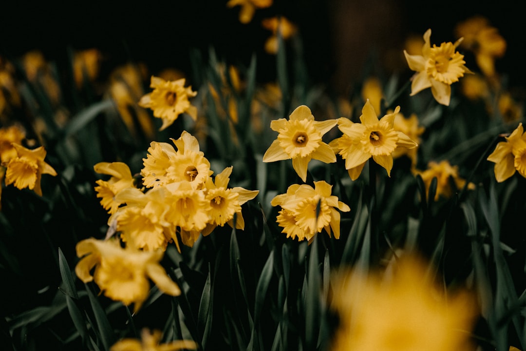 yellow flowers in tilt shift lens