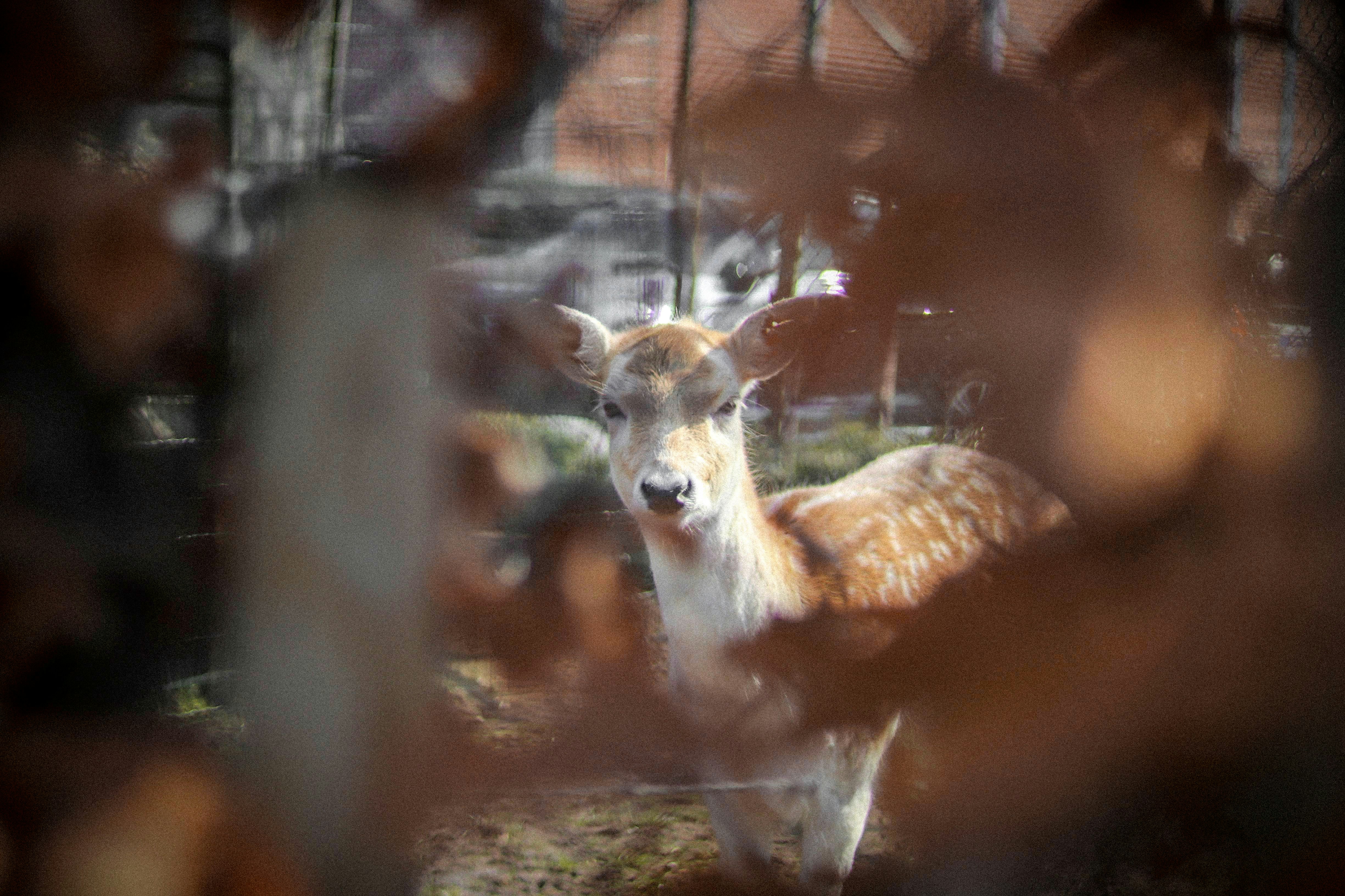 brown and white deer standing on brown ground during daytime