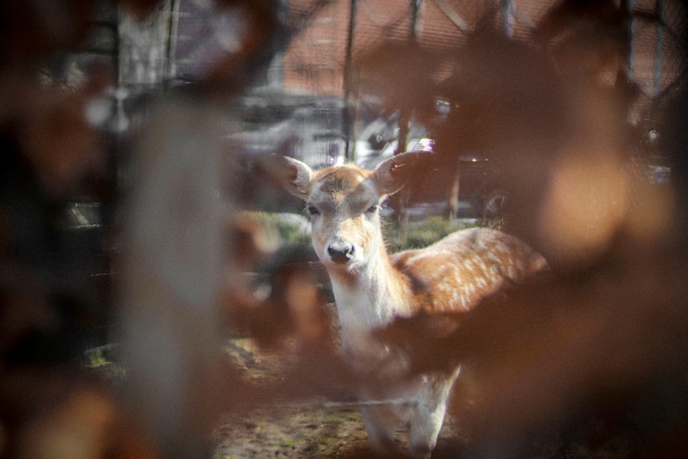 brown and white deer standing on brown ground during daytime