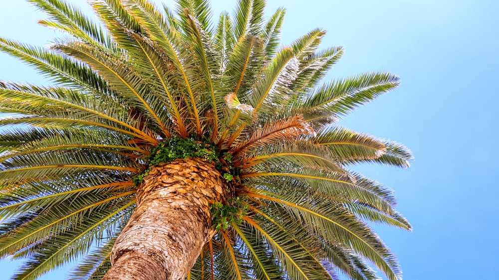 green palm tree under blue sky during daytime