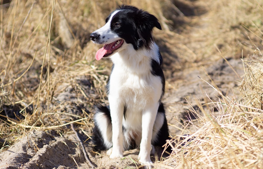 black and white border collie sitting on brown grass field during daytime