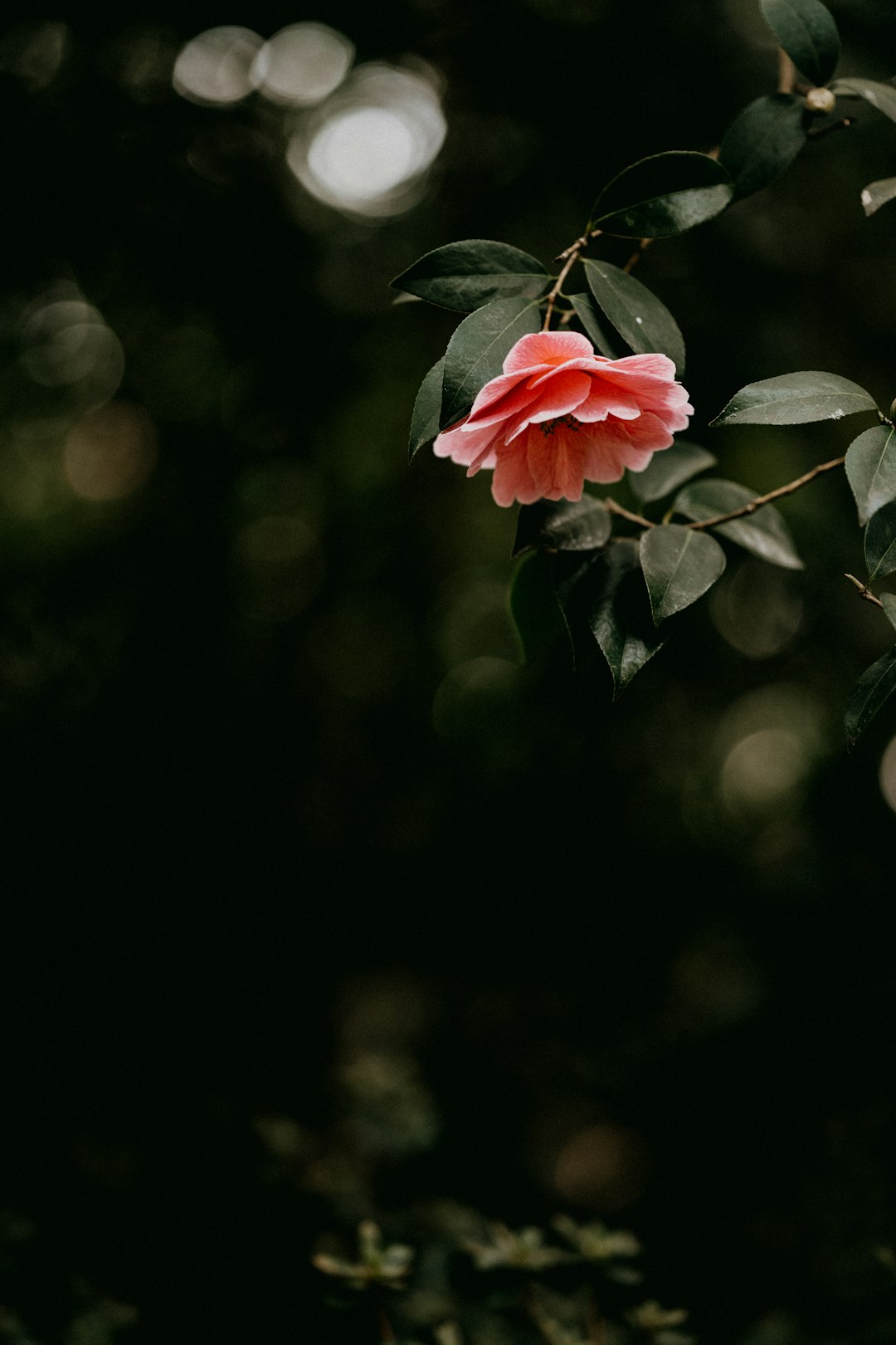 red flower in tilt shift lens