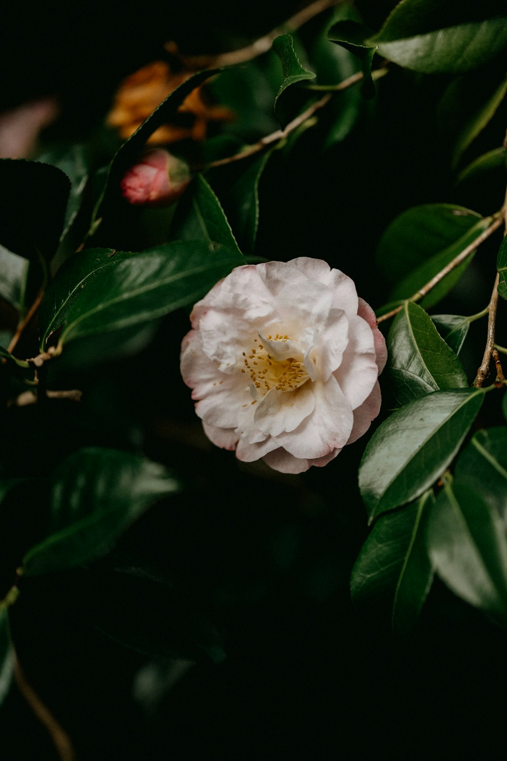 white flower with green leaves