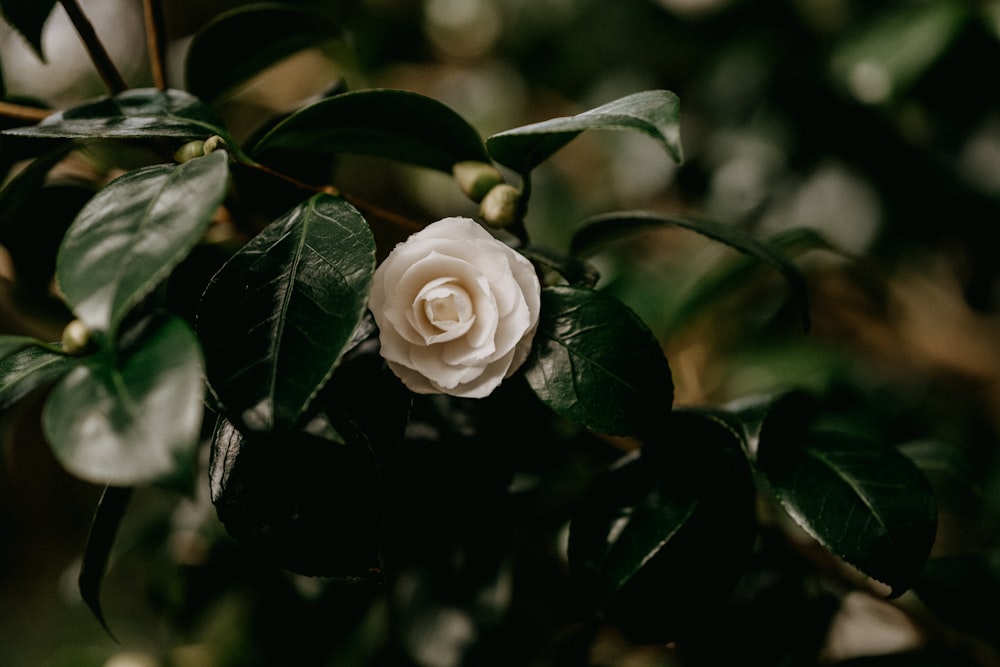 white rose in bloom during daytime