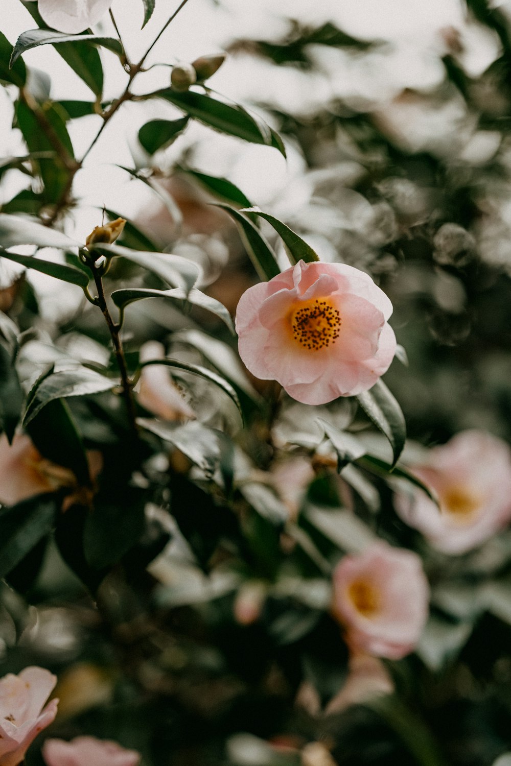 white and pink rose in bloom during daytime