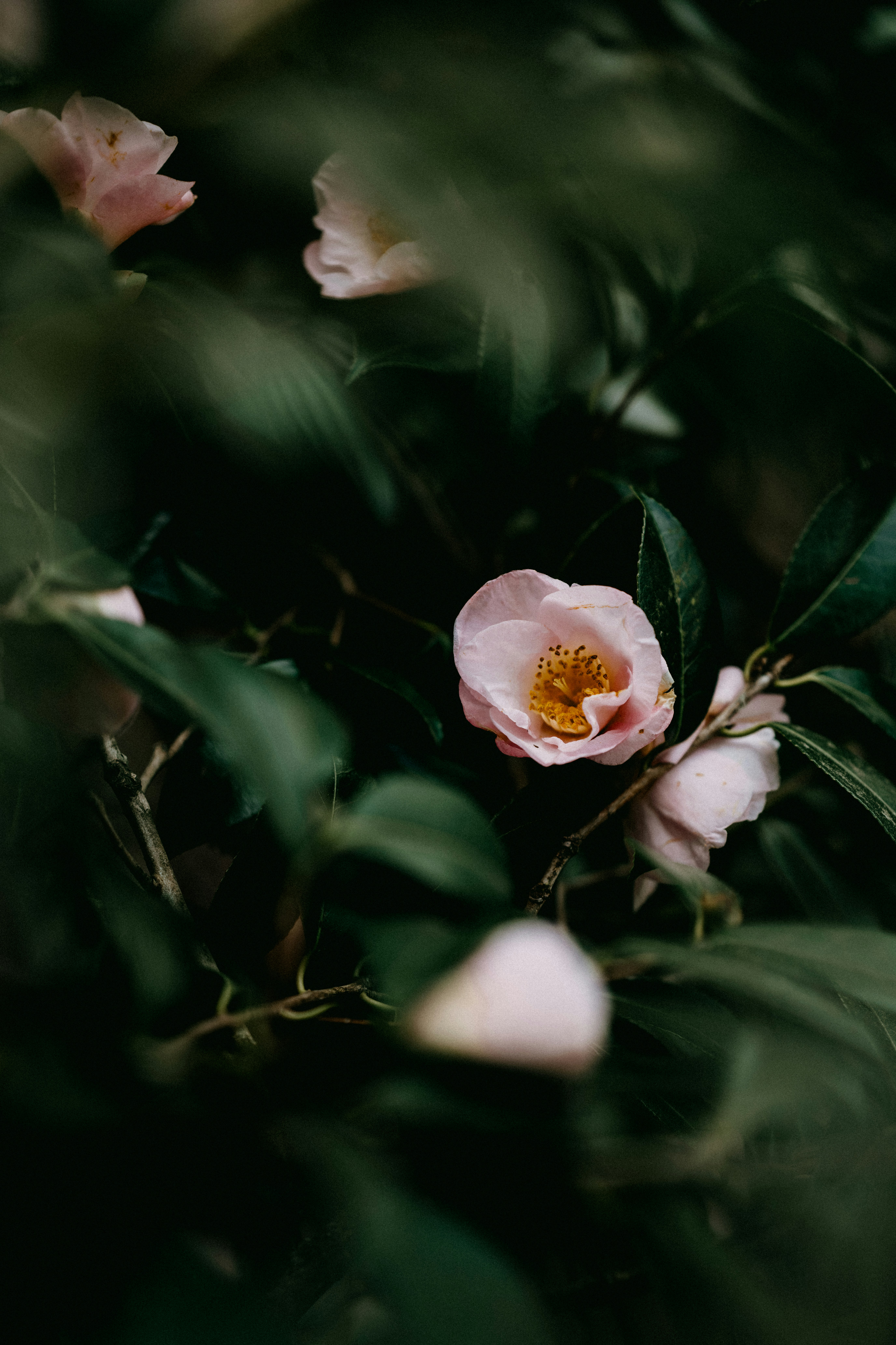 Photo by anniespratt