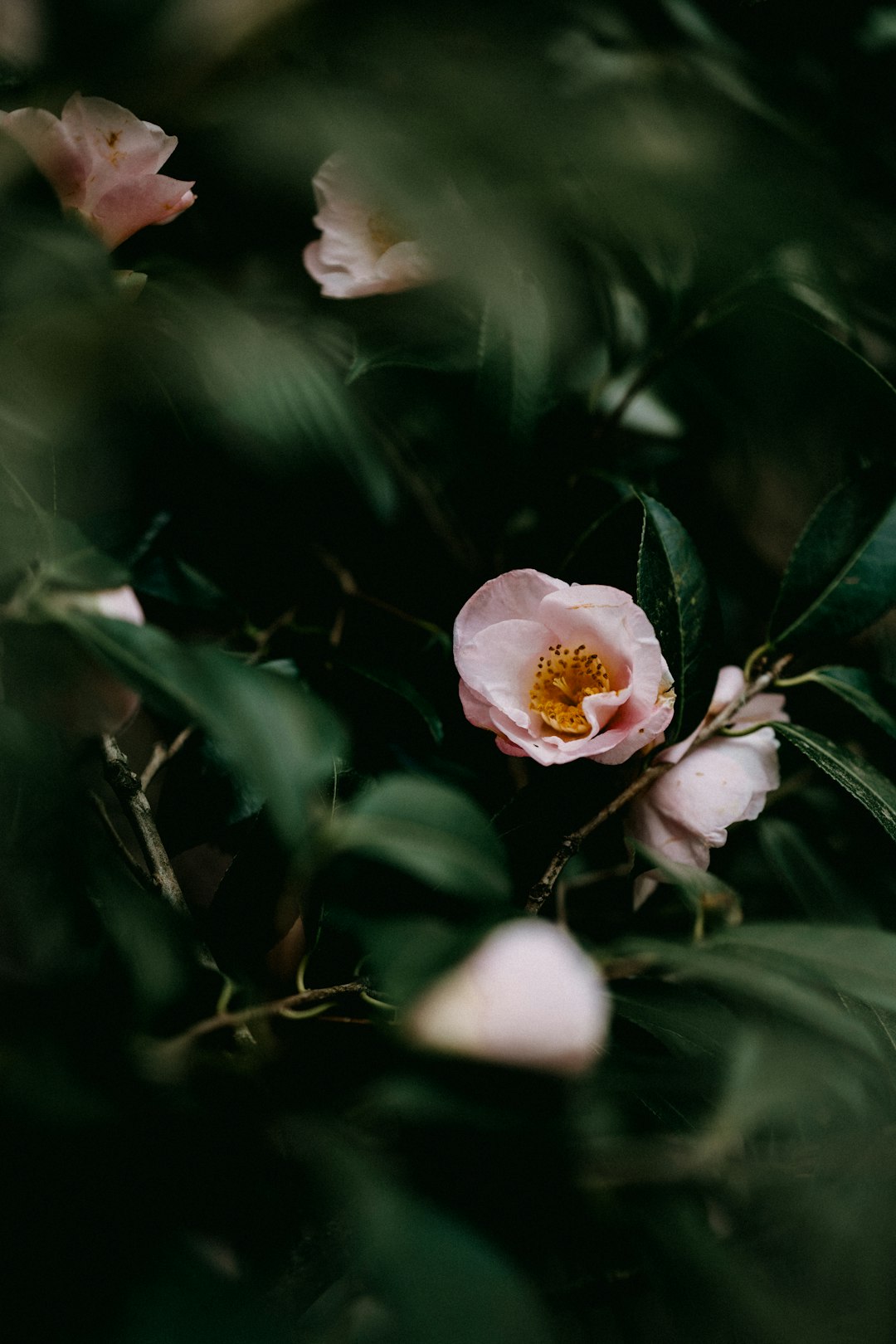 white flower with green leaves