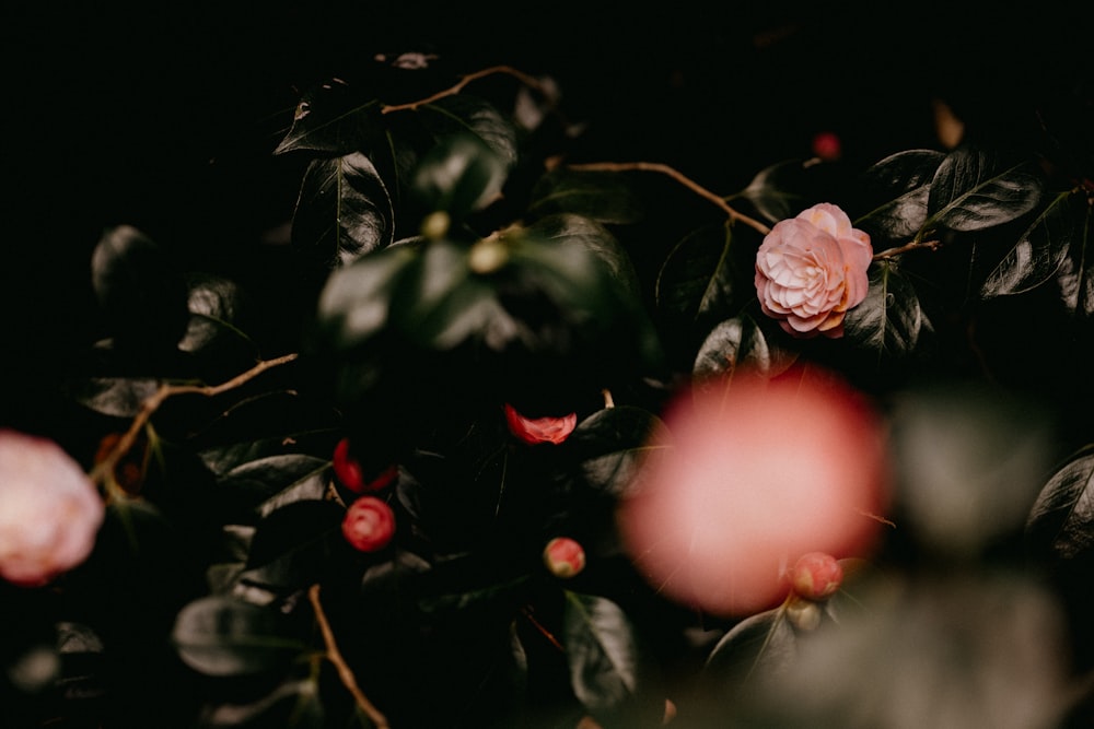 pink rose with green leaves