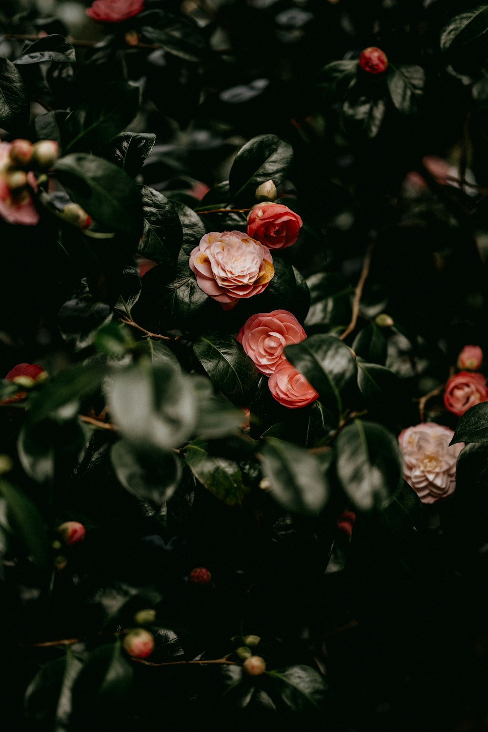 a bunch of flowers that are on a tree