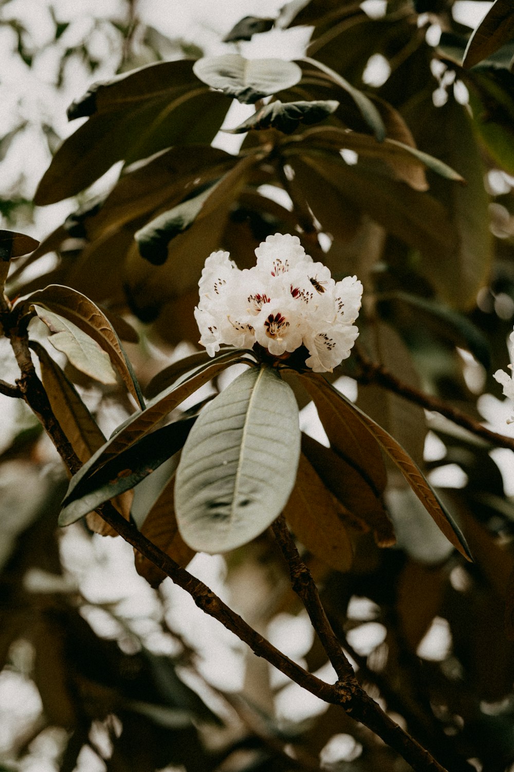 a white flower on a tree branch with leaves