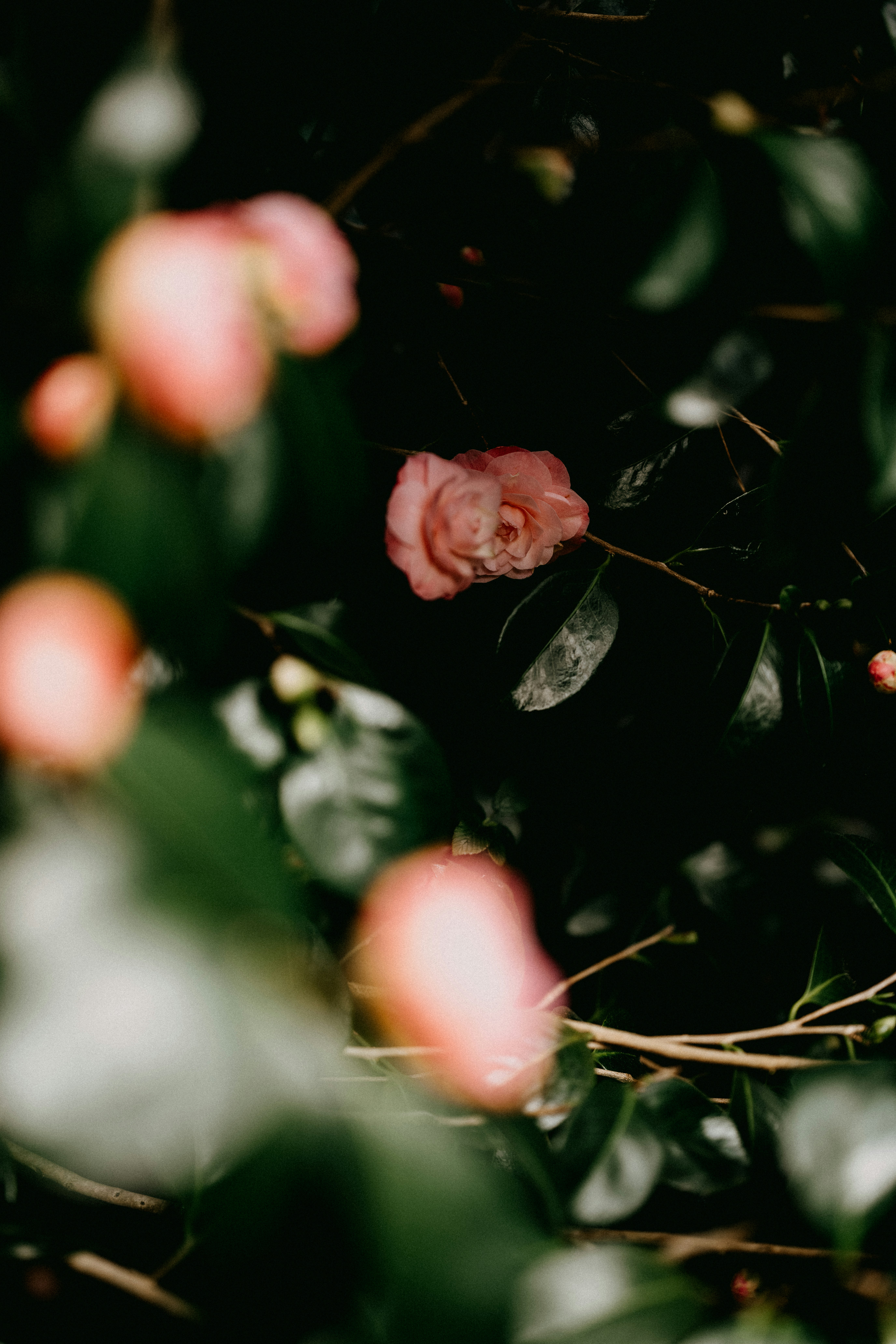 Photo by anniespratt