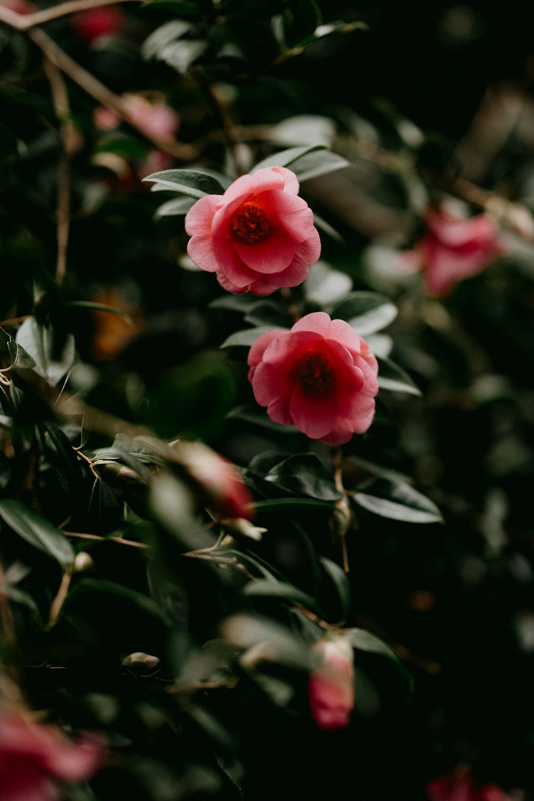 pink flower in tilt shift lens