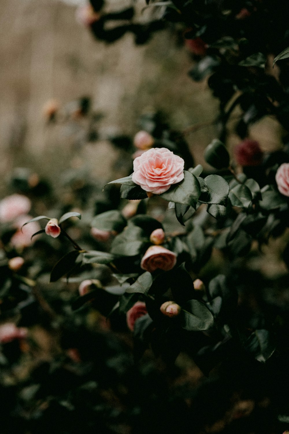 pink roses in tilt shift lens