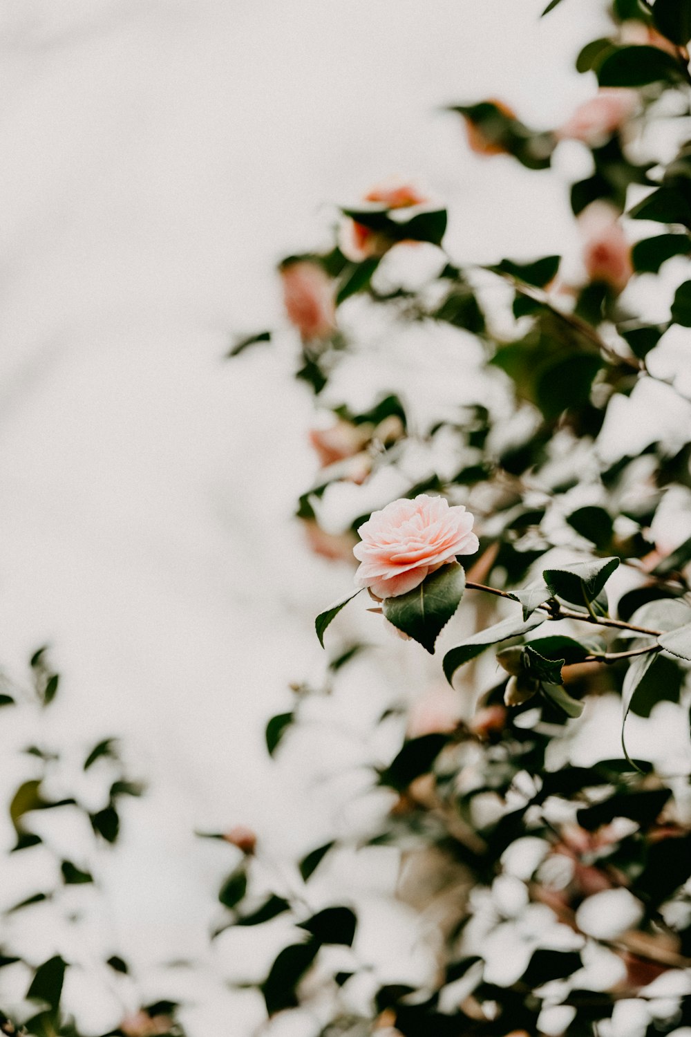 pink rose in bloom during daytime