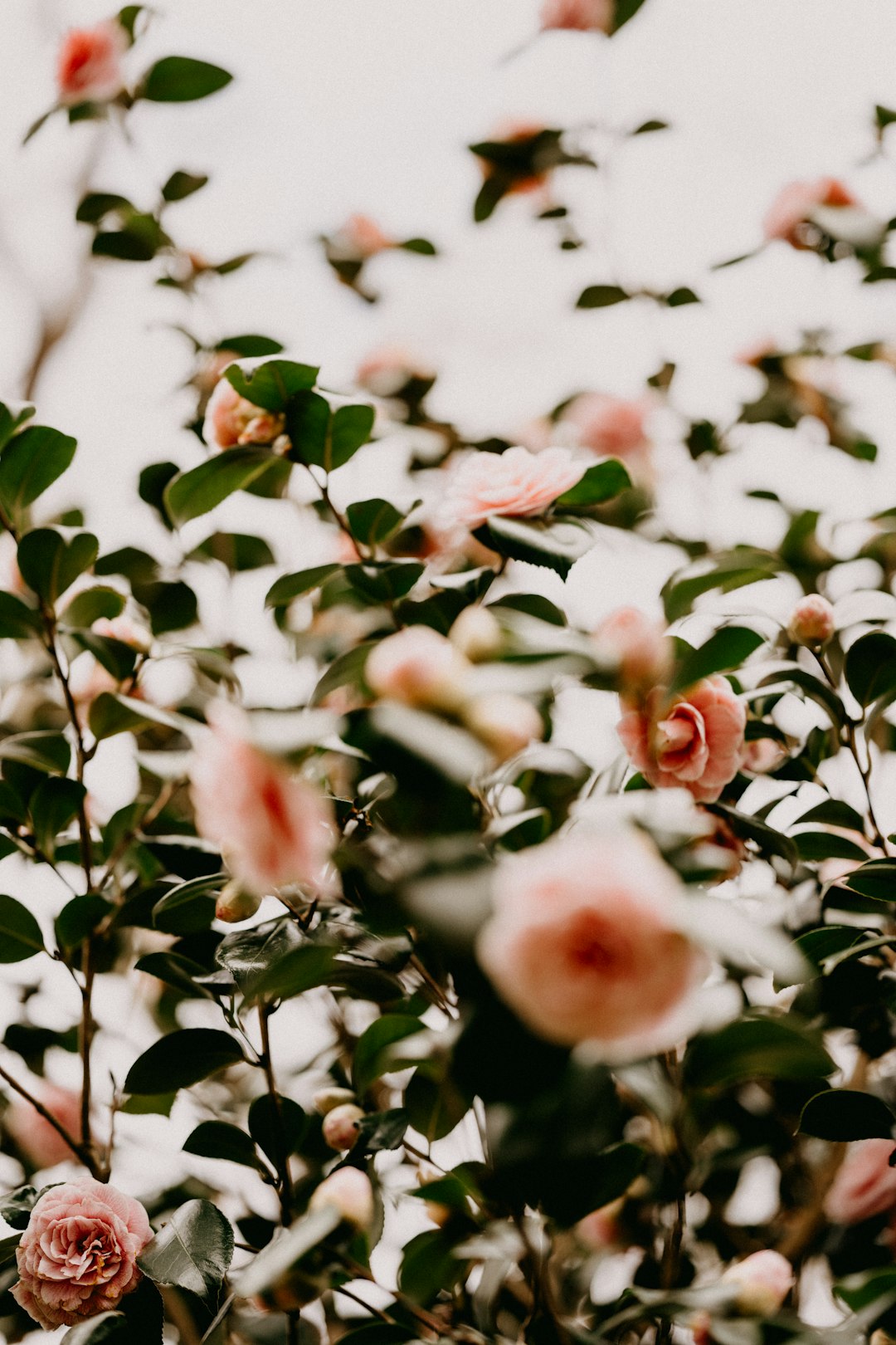 pink and white flower buds