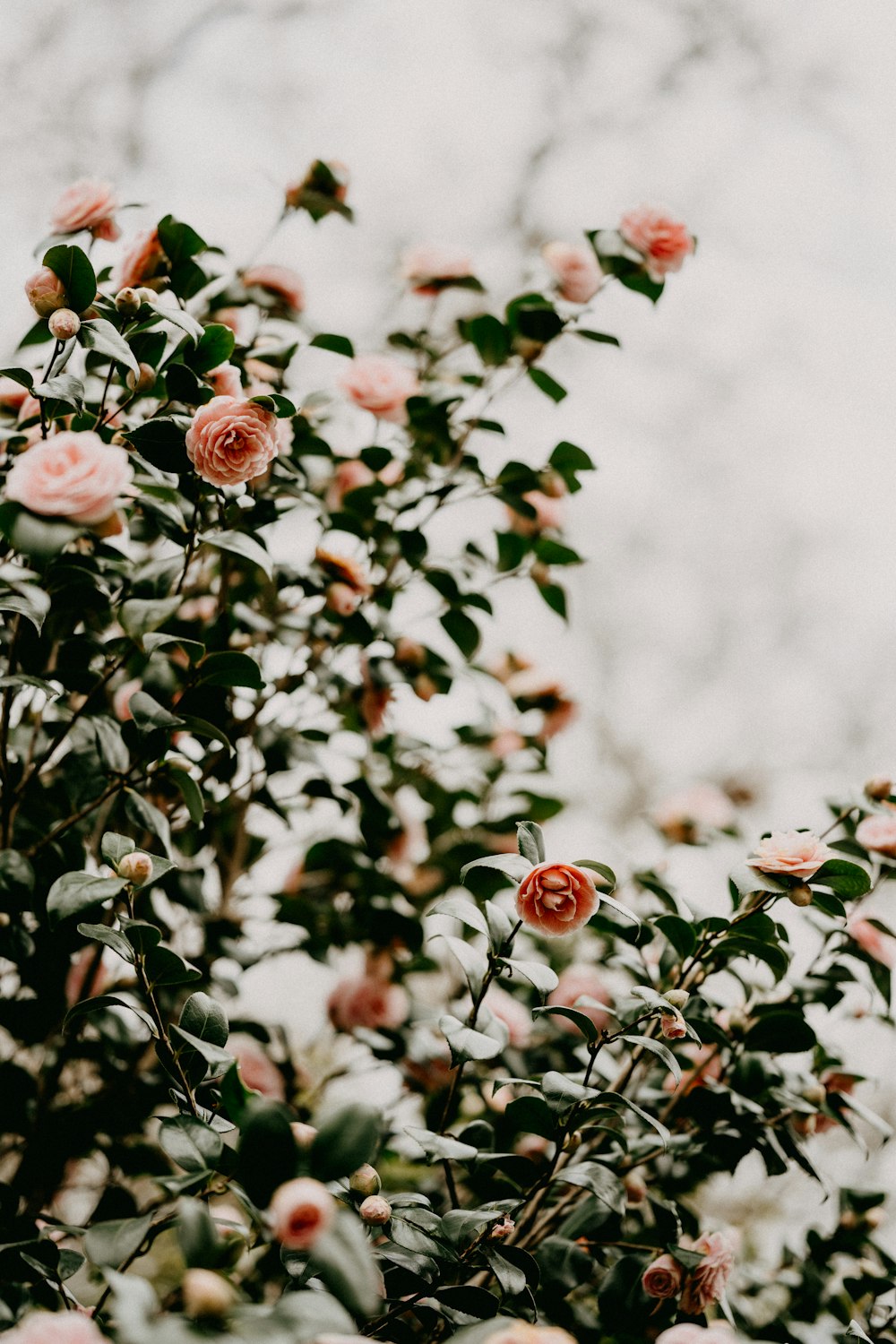 pink flowers with green leaves