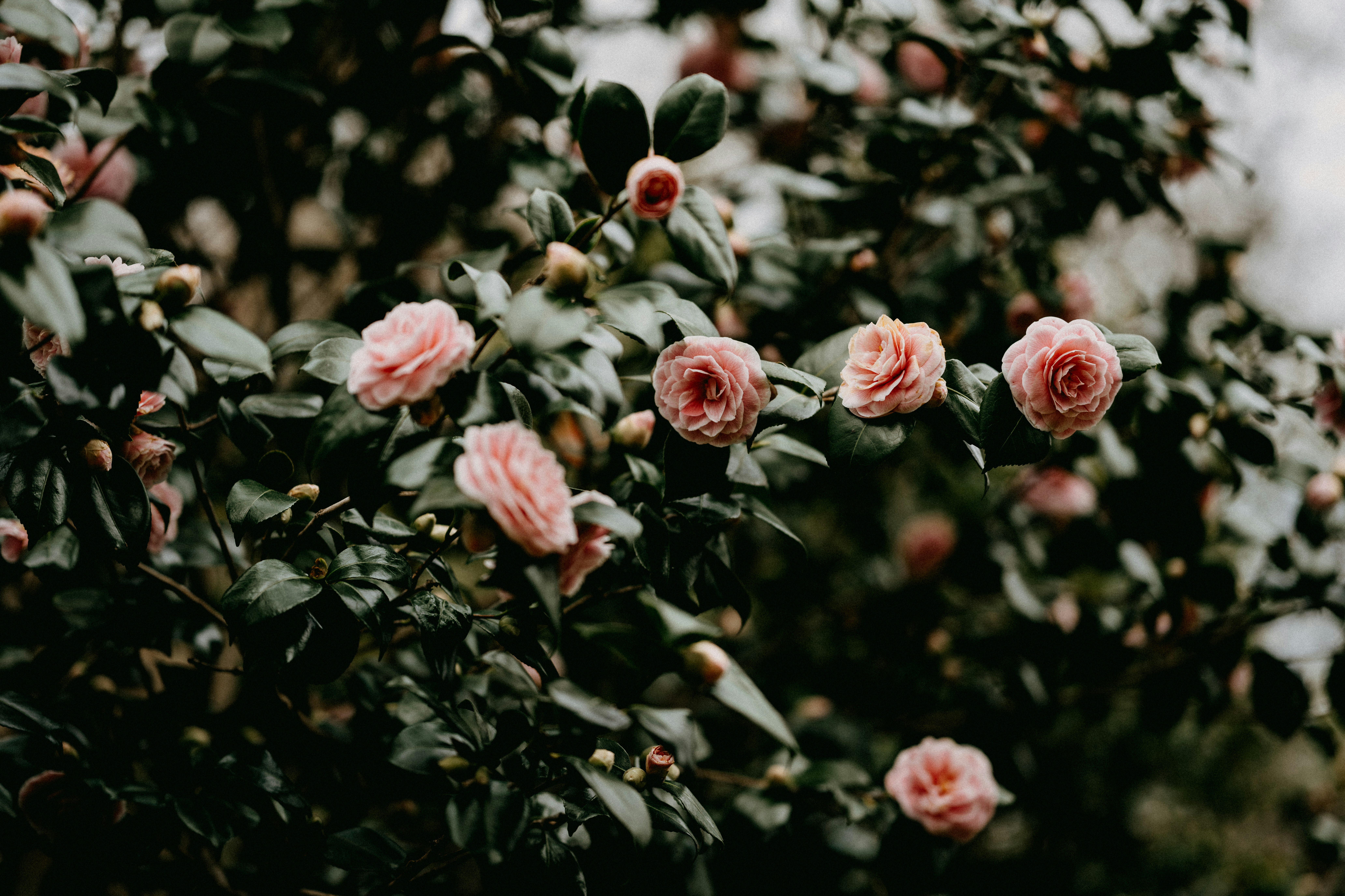 Photo by anniespratt