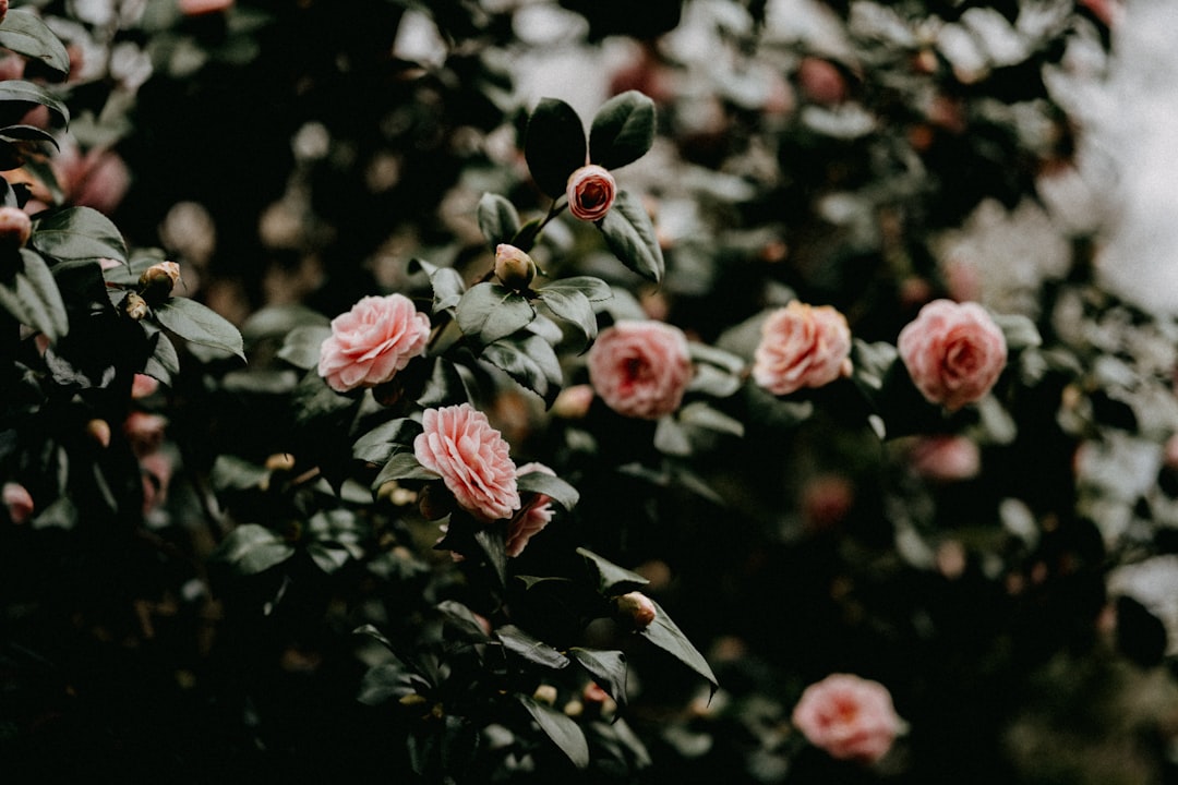 pink and white flowers in tilt shift lens