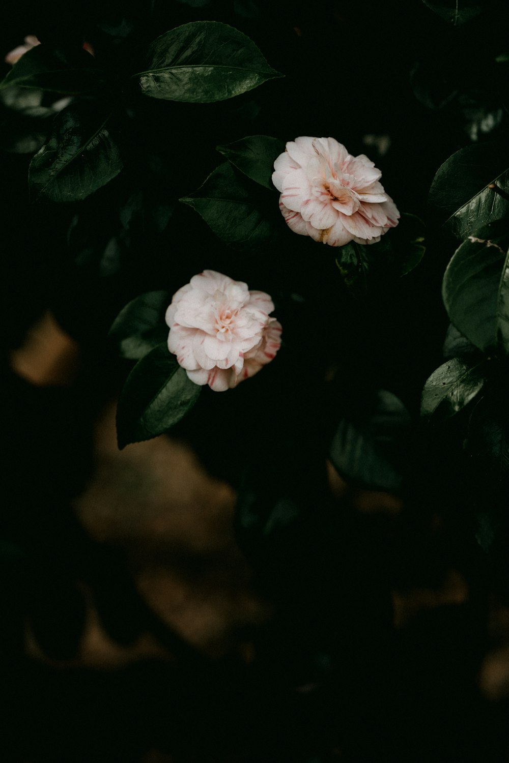 a pink flower is blooming on a bush