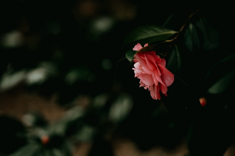 pink rose in bloom during daytime