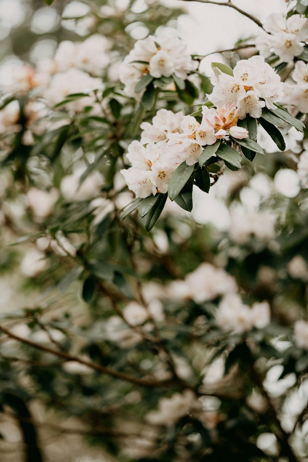 a tree with white flowers and green leaves