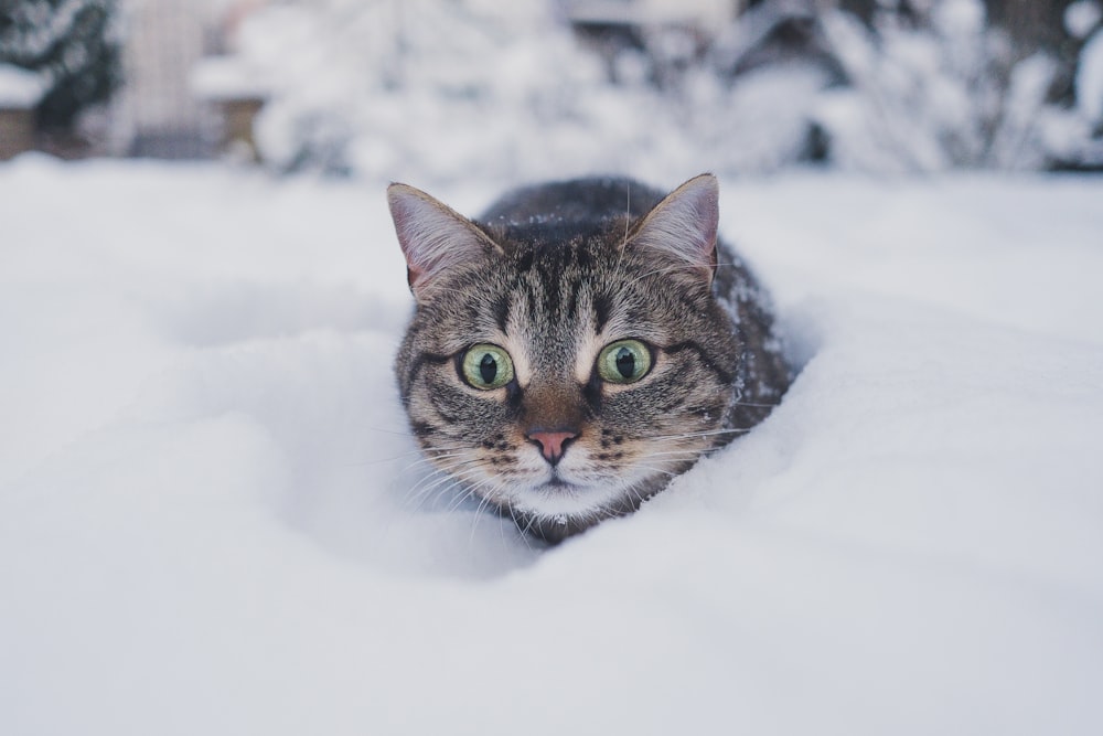 雪の上の茶色のぶち猫