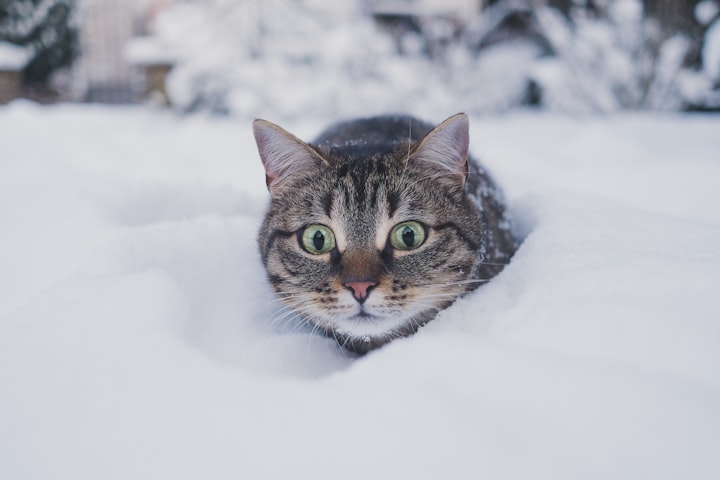 The Puurfect snow