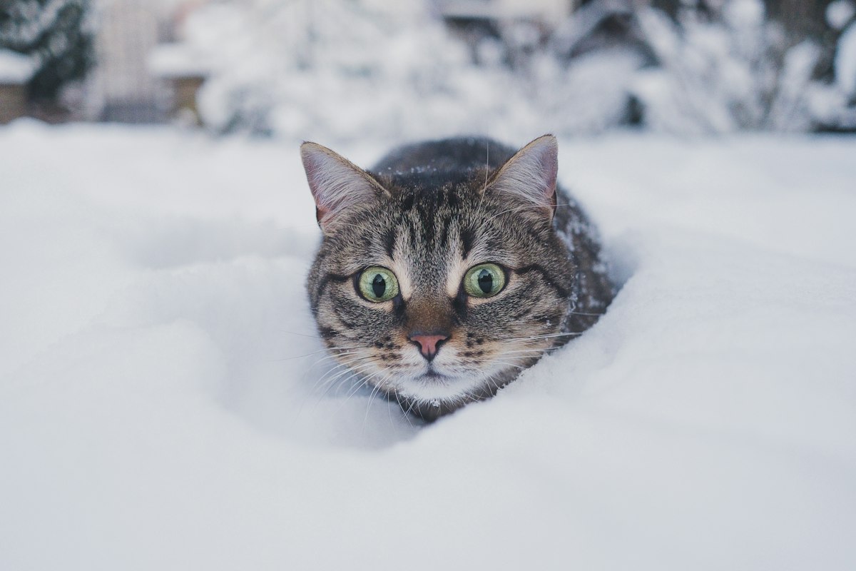 Outdoor tabby cat in snow that needs a heated shelter