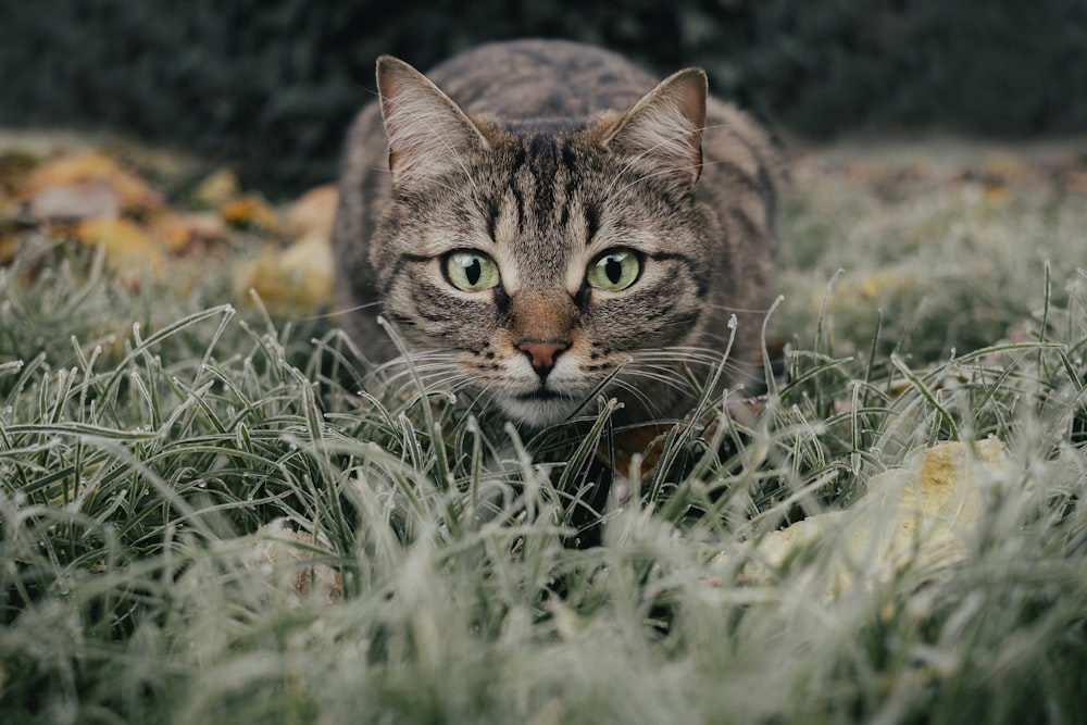 푸른 잔디에 갈색 얼룩 고양이