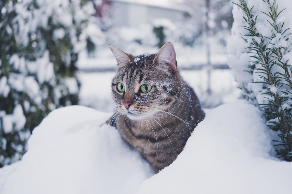 gato atigrado marrón en suelo cubierto de nieve