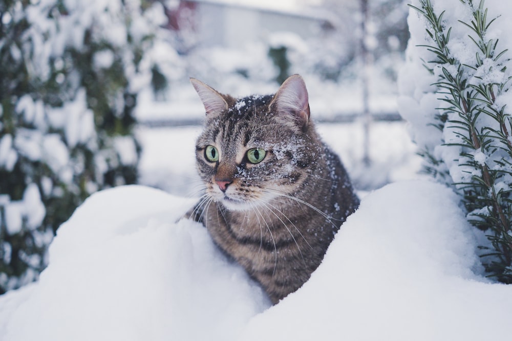 雪に覆われた地面に茶色のぶち猫