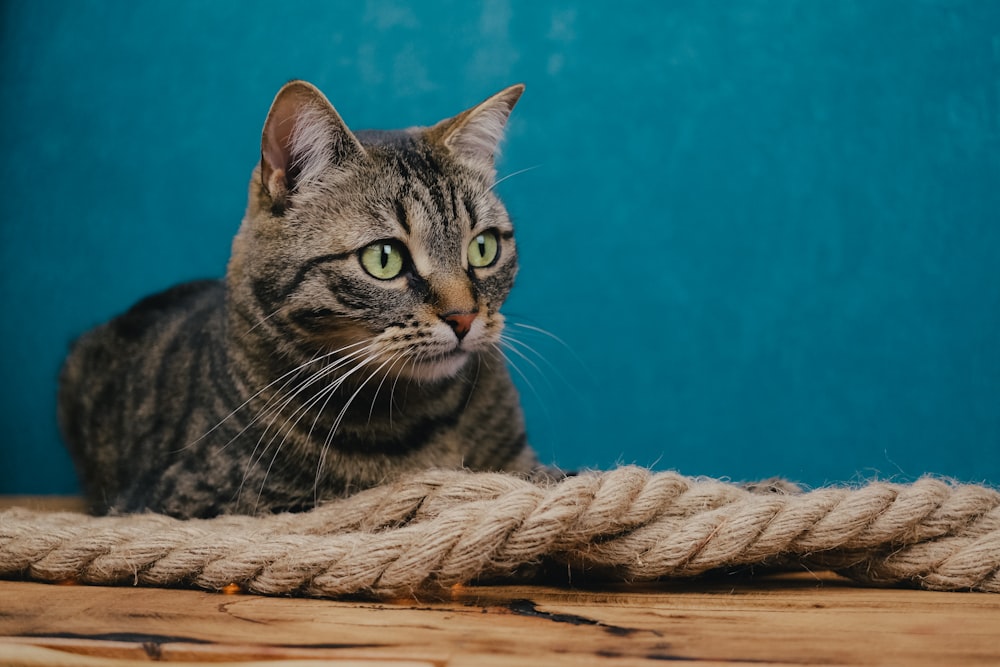 gato tabby marrom na superfície de madeira marrom