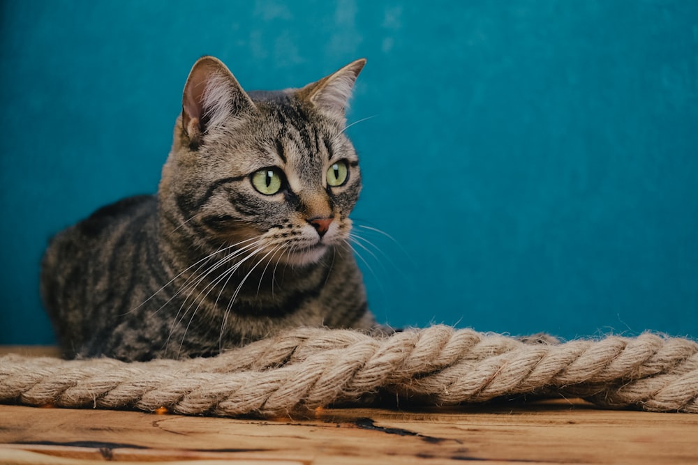brown tabby cat on brown wooden surface