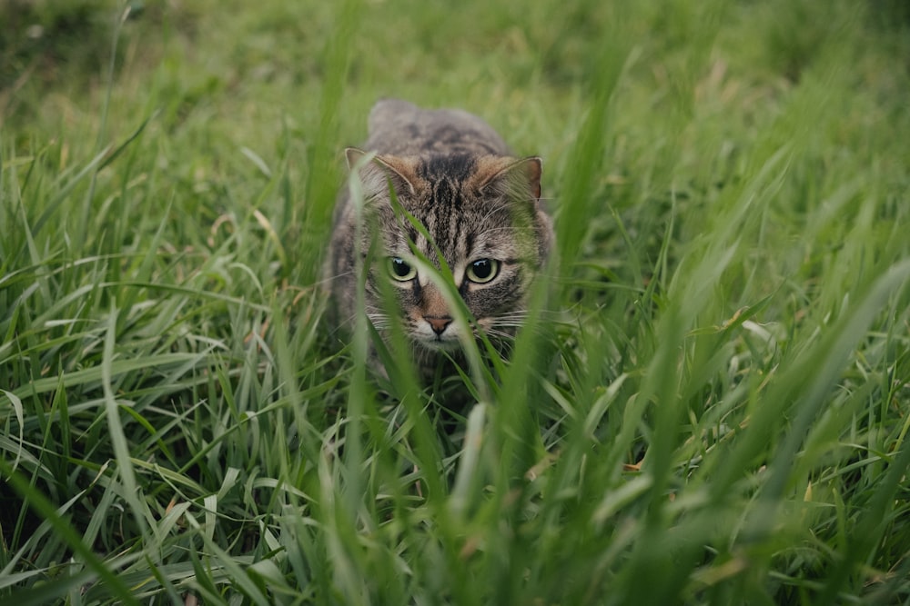 낮에는 푸른 잔디밭에 갈색 줄무늬 고양이