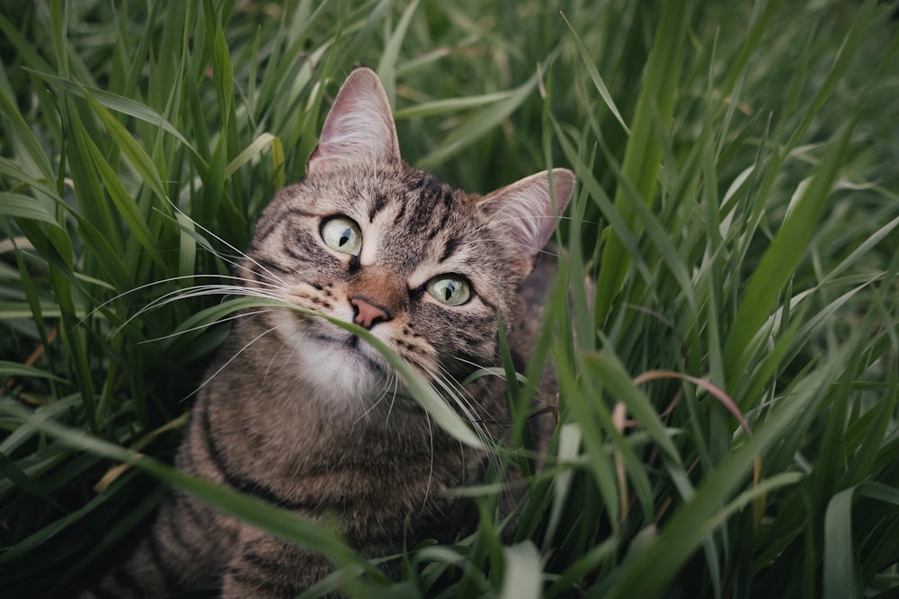 푸른 잔디에 갈색 얼룩 고양이