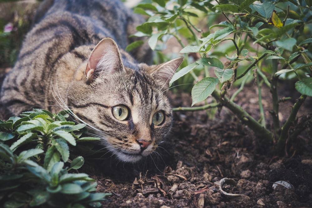brown tabby cat on ground