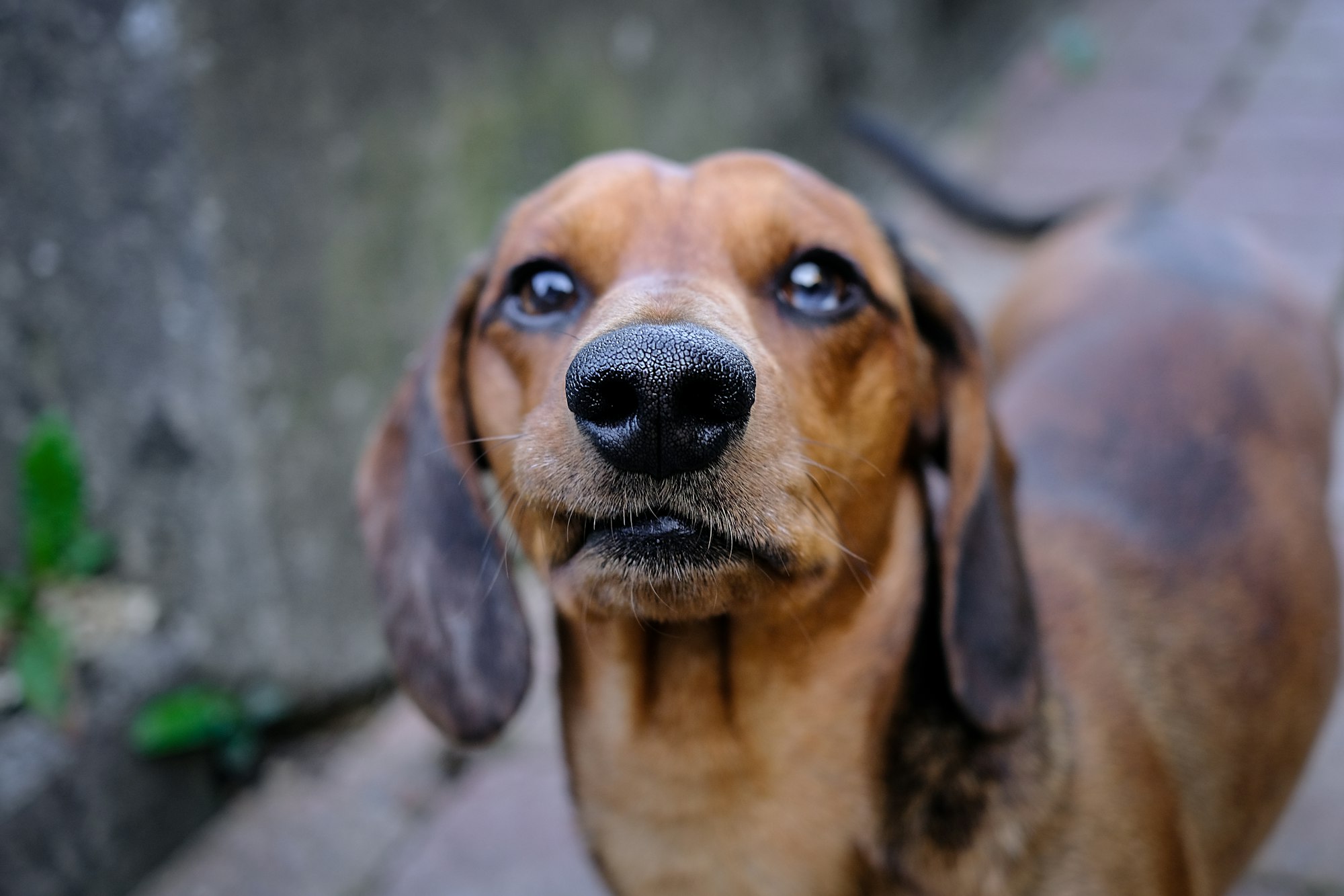Weiner Dog looking grumpy