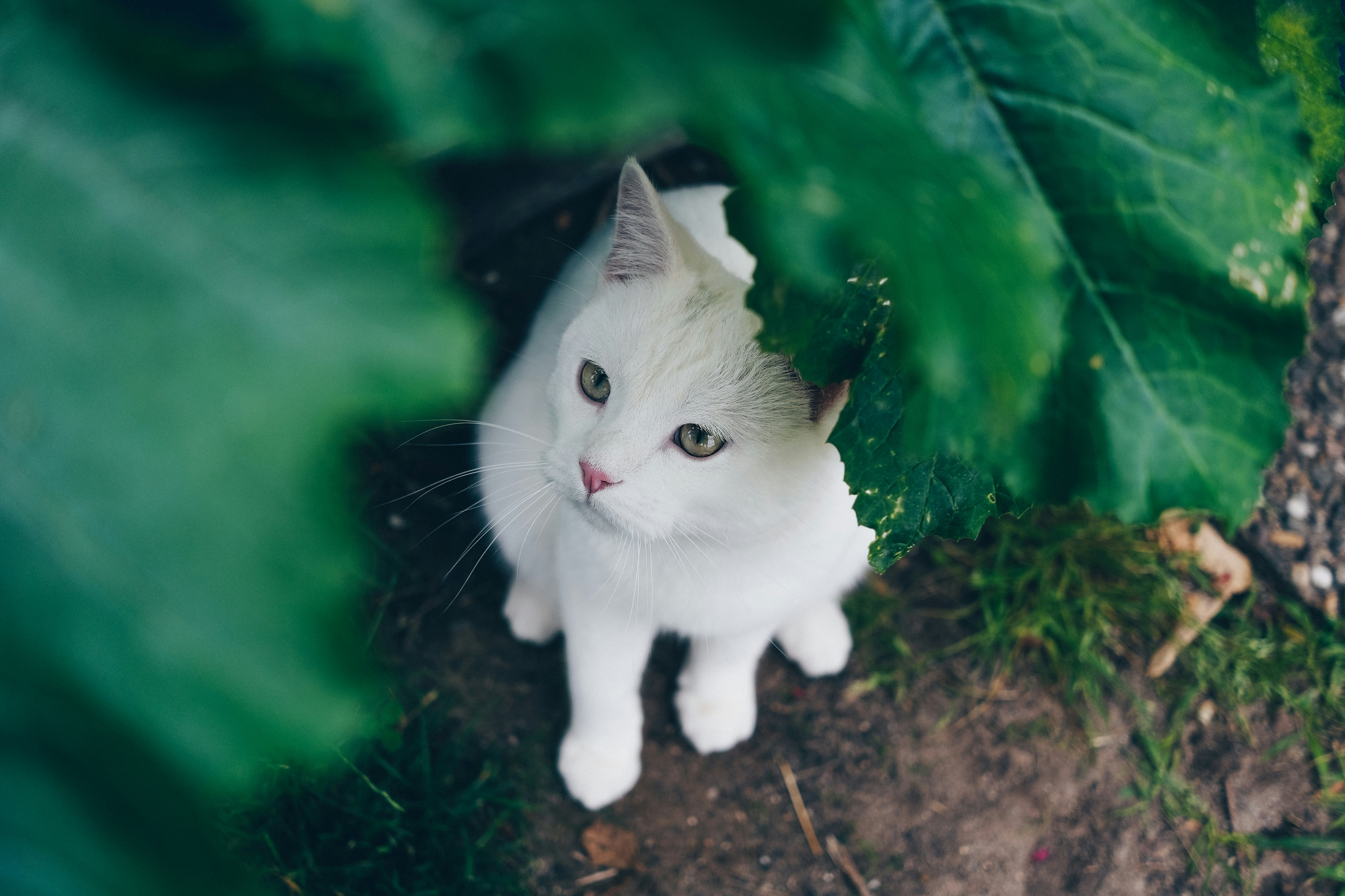 white cat on brown soil