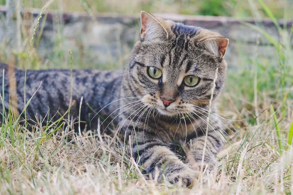 brown tabby cat on green grass during daytime