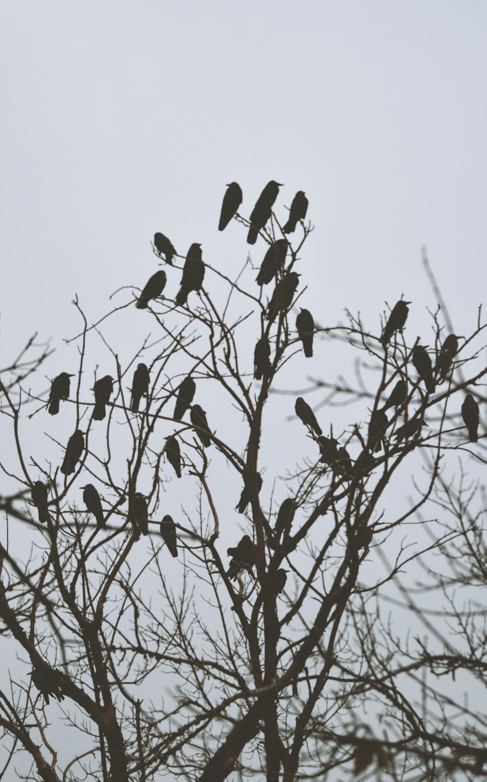 birds on bare tree during daytime