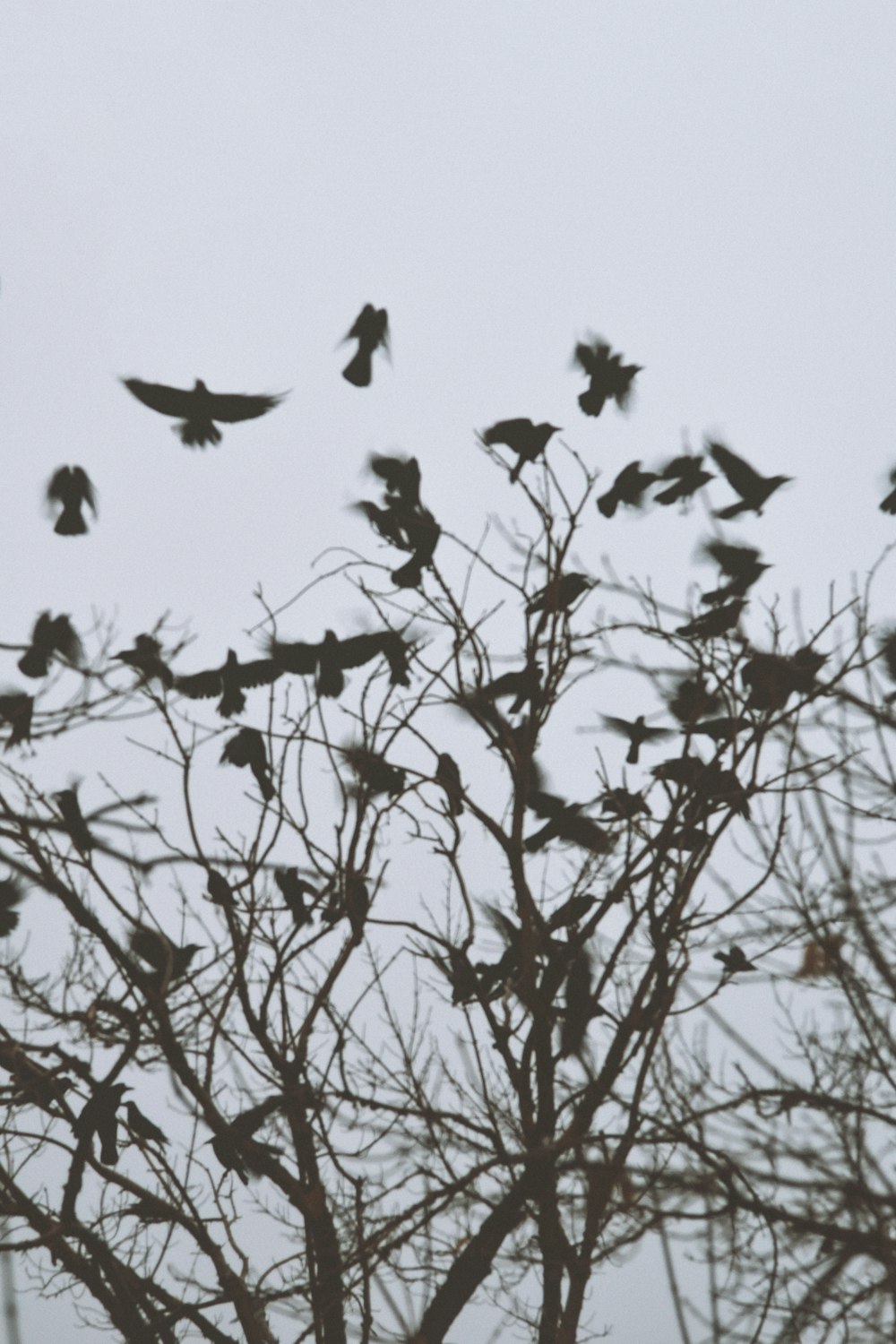 flock of birds flying over bare trees during daytime