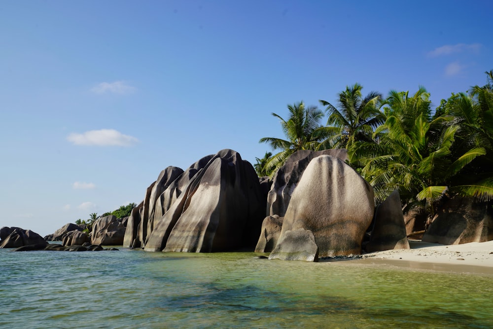 green palm trees near body of water during daytime