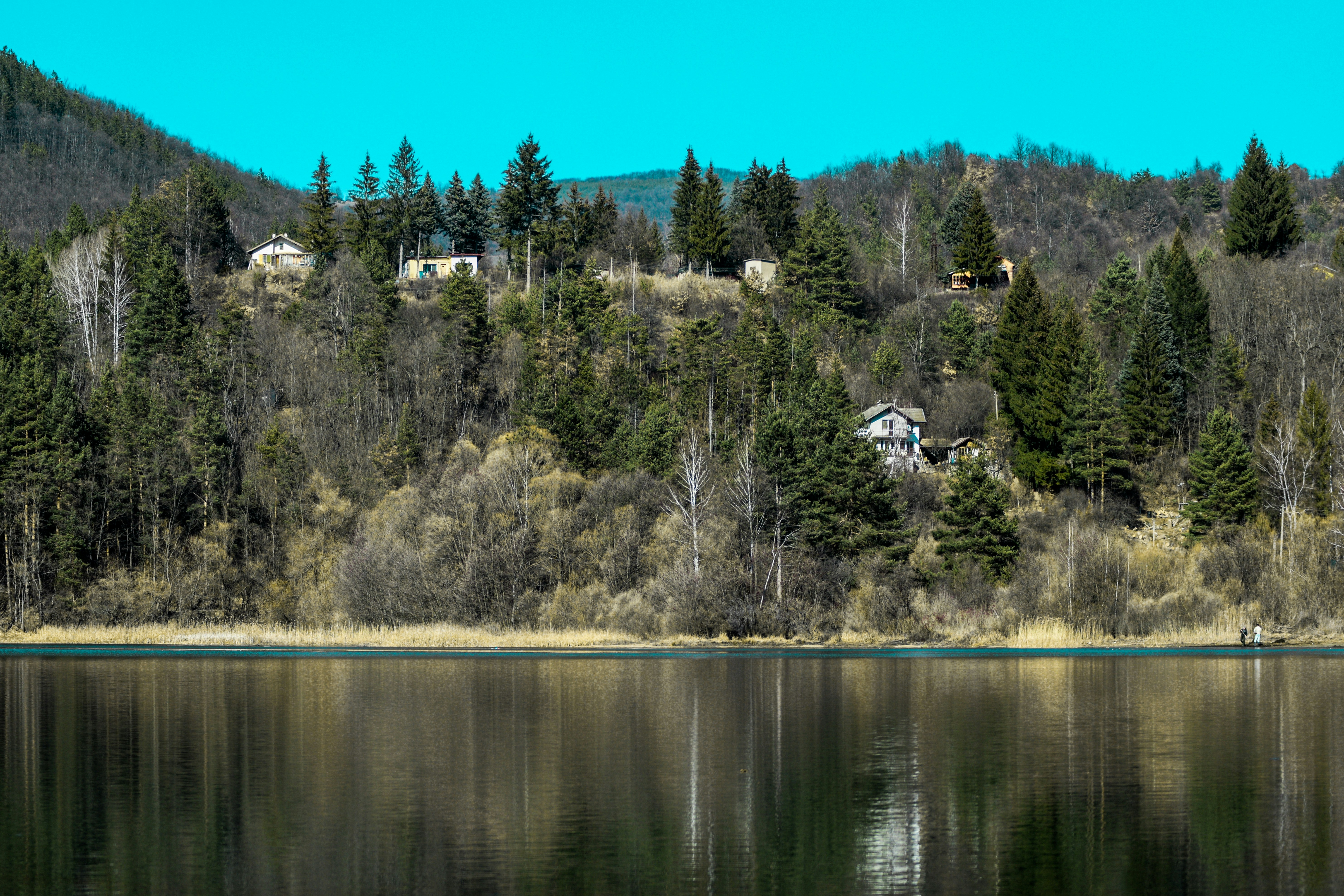 green trees near lake during daytime