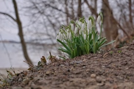 A cluster of snowdrop flowers emerges from the earth, surrounded by a backdrop of bare trees in a wintry landscape. The focus is on the delicate white petals and lush green stems of the flowers, which contrast against the muted, earthy tones of the ground. The blurry background enhances the sense of solitude and early spring awakening.