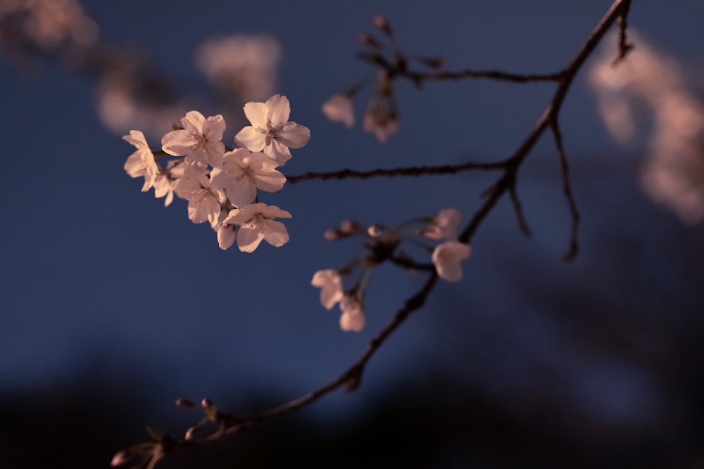 white flower in tilt shift lens