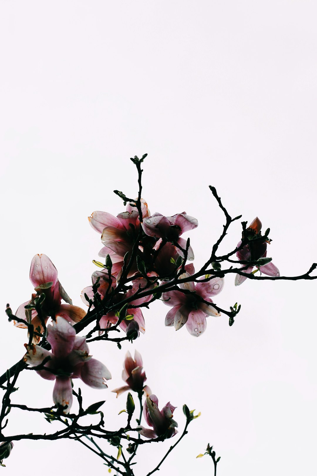 white and pink flower under white sky during daytime