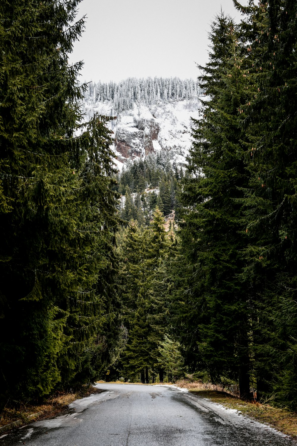 Grüne Kiefern in der Nähe des schneebedeckten Berges während des Tages