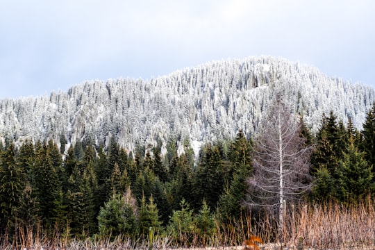 green trees near mountain during daytime in Rhodope Mountains Bulgaria