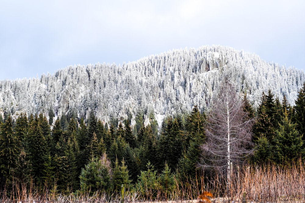 green trees near mountain during daytime